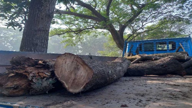 প্রকৌশলীর নির্দেশে গাছ চুরি