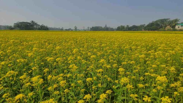 কৃষকের মাঠ সেজেছে হলুদ ফুলের সাজে