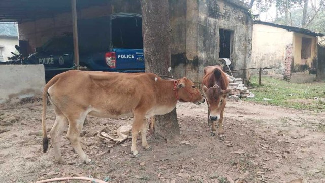 রাণীশংকৈলে ভুট্টা খেতে পাওয়া গেল চুরি হওয়া গরু 