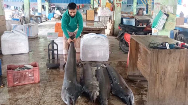 এক জালে ১৪০ কেজি ওজনের ৯ ফুট লম্বা চার সেইল ফিশ