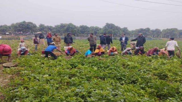 রাণীশংকৈলে আলুক্ষেত রক্ষা করার পরামর্শ জানালো কৃষি কর্মকর্তা 