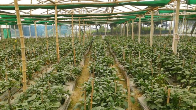ক্যাপসিকাম আবাদ করে সাড়া ফেলেছেন অবসরপ্রাপ্ত ব্যাংক কর্মকর্তা আজহুরুল ইসলাম