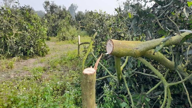 বালিয়াডাঙ্গীতে আধারে বাগানের সব আমগাছ কেটে ফেলার অভিযোগ