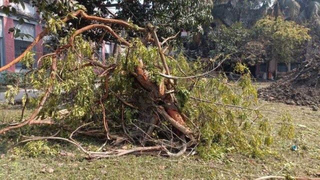 নওগাঁয় বিএমসি মহিলা কলেজে টেন্ডার ছাড়াই গাছ কর্তনের অভিযোগ