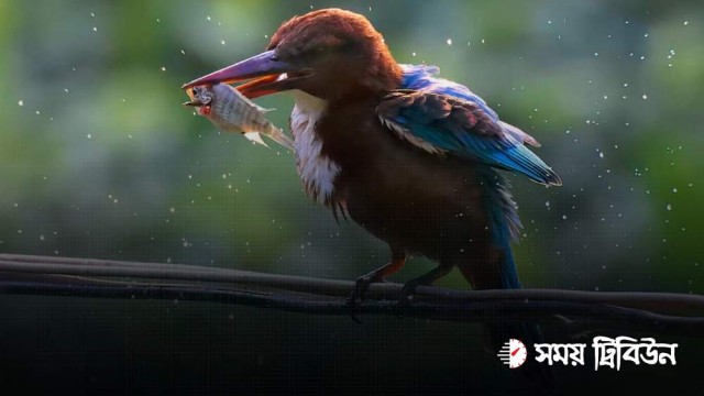 নরসিংদীতে স্ত্রীকে হত্যার দায়ে স্বামীর আমৃত্যু কারাদণ্ড