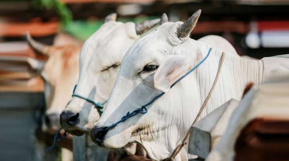 ছবিঃ সংগৃহীত