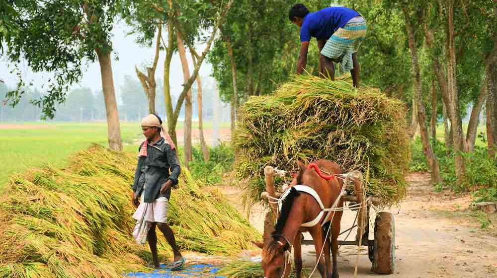 সুনামগঞ্জে ধান-চাল সংগ্রহের লক্ষ্য পূরণ না হওয়ার শঙ্কা
