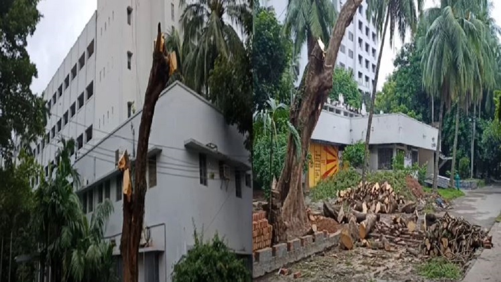 উদ্ভট অজুহাতে কেটে ফেলা ঢাকা বিশ্ববিদ্যালয়ের কলাভবনের সামনের সেই ঐতিহ্যবাহী কৃষ্ণচূড়া গাছ। ছবি সংগৃহীত