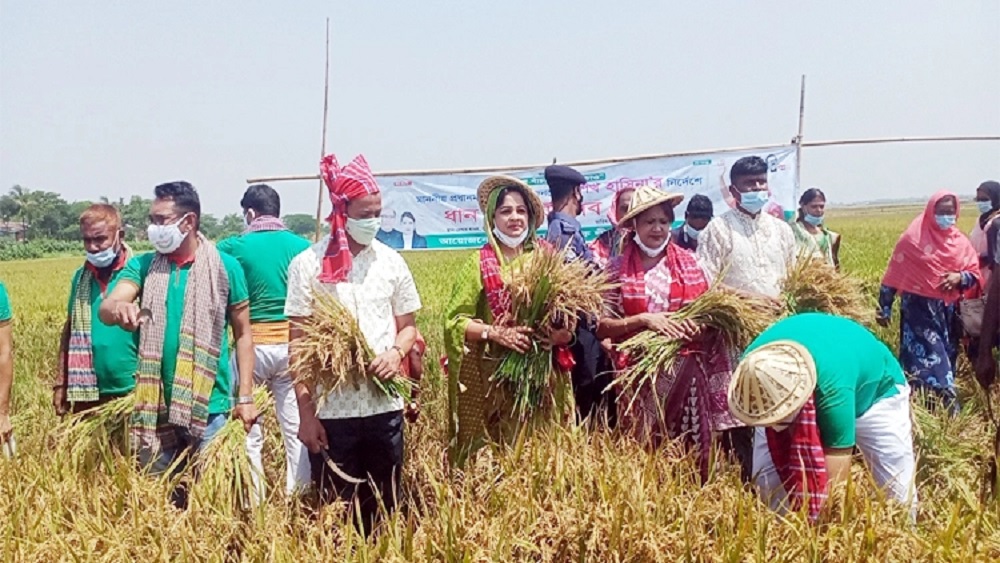 মাথায় মাথল পড়ে, গলায় গামছা পেচিয়ে শনিবার সুনামগঞ্জের দেখার হাওরে ধান কেটে দেন  কৃষক লীগের সাধারণ সম্পাদক ও সংসদ সদস্য অ্যাডভোকেট উম্মে কুলসুম স্মৃতি এবং সুনামগঞ্জ-সিলেট সংরক্ষিত আসনের সংসদ সদস্য অ্যাডভোকেট শামীমা শাহরিয়ার-ছবি: সংগৃহীত 