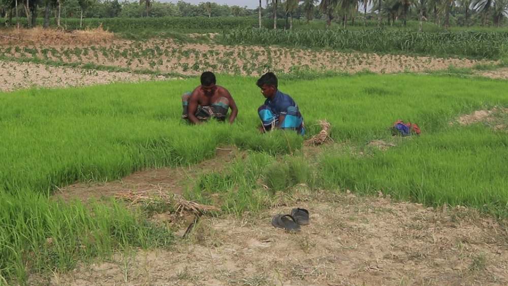 সংগৃহীত