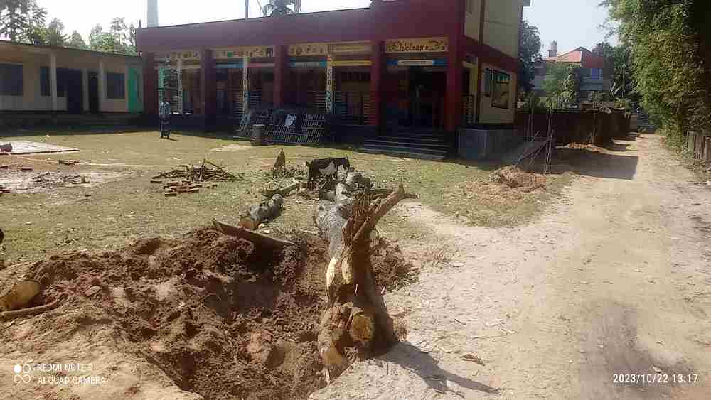 রাণীশংকৈলে নিলাম ছাড়াই গাছ বিক্রি দিলেন প্রধান শিক্ষিকা