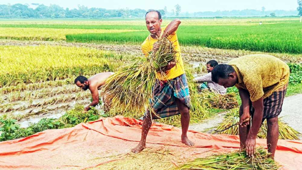 নালিতাবাড়ীতে লক্ষ্যমাত্রার চেয়ে বেশি আমন আবাদ