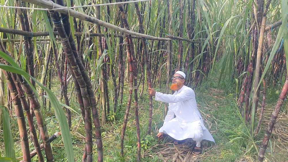 টাঙ্গাইলে ফিলিপাইন জাতের আখ চাষে অধ্যাপক শফিকুলের বাজিমাত