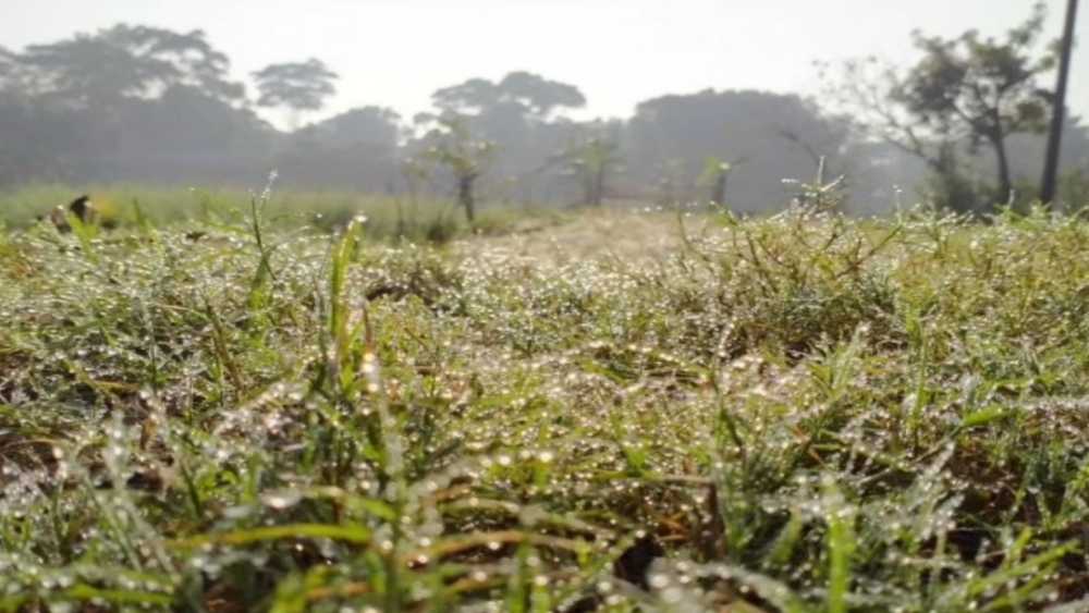 ঘাসের উপর শিশির বিন্দু জানান দিচ্ছে শীতের আগমনী বার্তা 