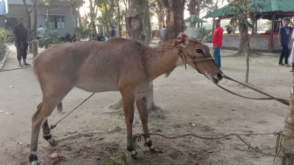 বালিয়াডাঙ্গীতে নীলগাই উদ্ধার