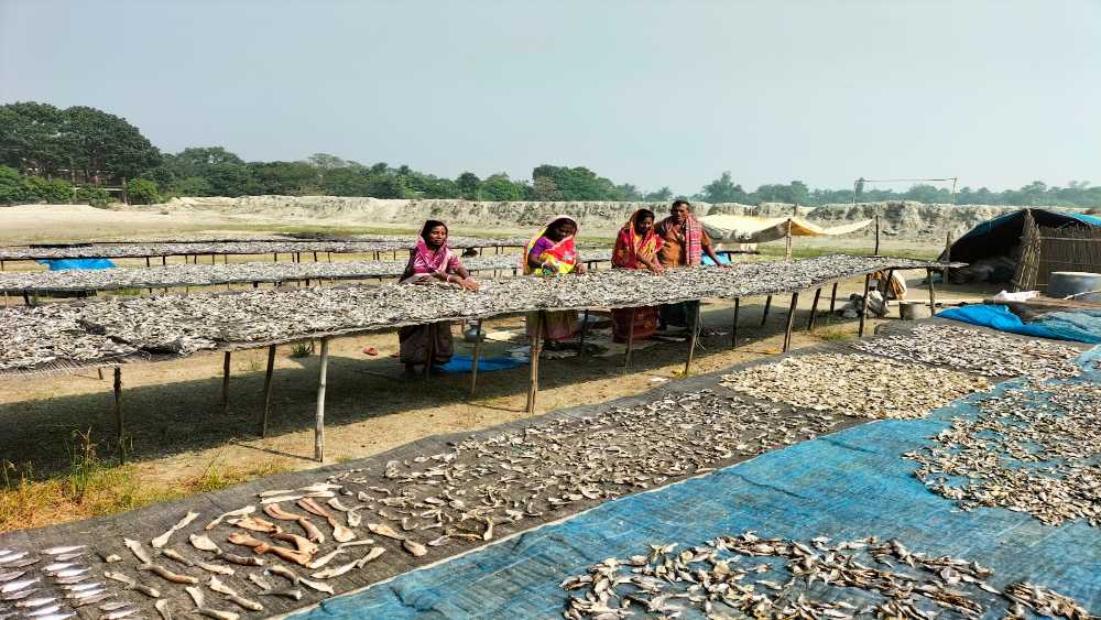 সাঁথিয়ার শুঁটকির গন্ধ ছড়াচ্ছে বিদেশ