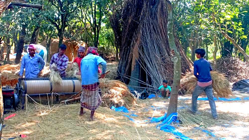 বাড়িতে ধান মাড়াইয়ের কাজ করছে কৃষকরা। 