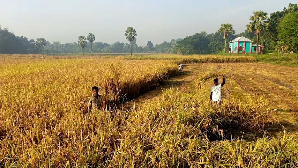 ফরিদপুরের সালথায় আমন ধানের বাম্পার ফলন