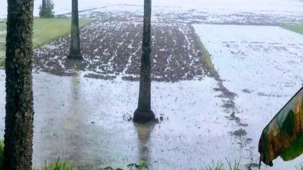 ফরিদপুরে কয়েকদিনের বৃষ্টিতে পিয়াজ চাষের জমিতে পানি জমায় চাষীরা বিপাকে