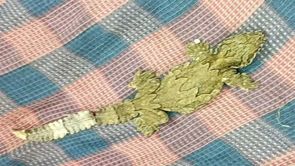 গোবিন্দগঞ্জে কোটি টাকা মূল্যের তক্ষক উদ্ধার, গ্রেপ্তার ৭