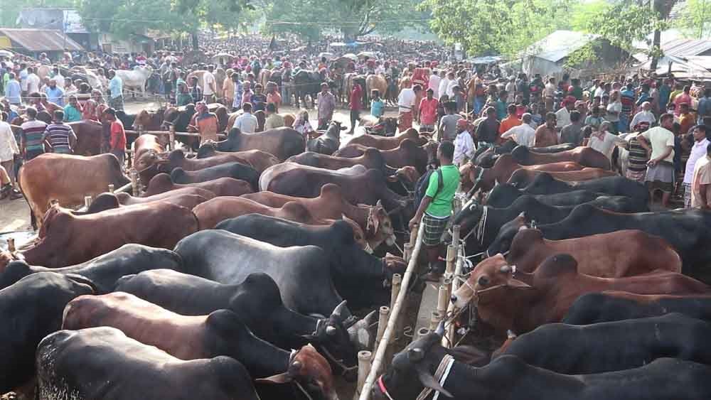 জমে উঠেছে চুয়াডাঙ্গার পশুহাট-ছবি: সময় ট্রিবিউন 