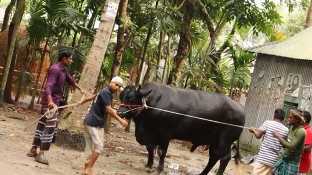 ভাটির রাজা ষাঁড়-ছবি: সময় ট্রিবিউন