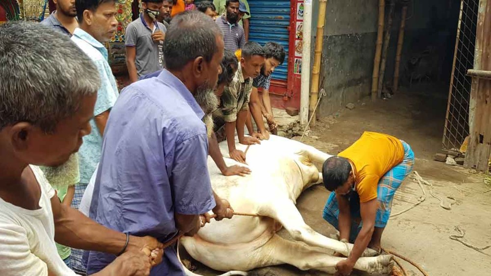 ঈদের দ্বিতীয় দিনও চলছে পশু কোরবানি-ছবি: সংগৃহীত