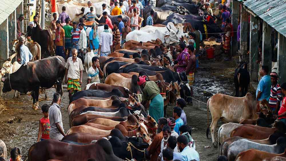 কোরবানির পশুর হাট-ফাইল ছবি