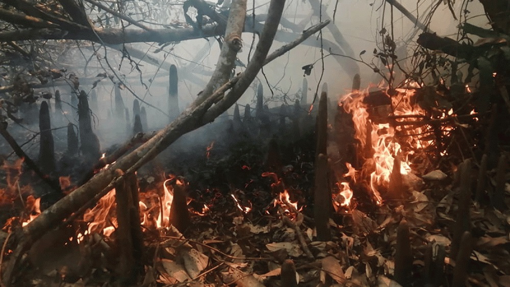 সোমবার দুপুরে সুন্দরবন পূর্ব বন বিভাগের শরণখোলা রেঞ্জের দাসের ভারানি এলাকায় আগুন লাগে-ছবি: সংগৃহীত 